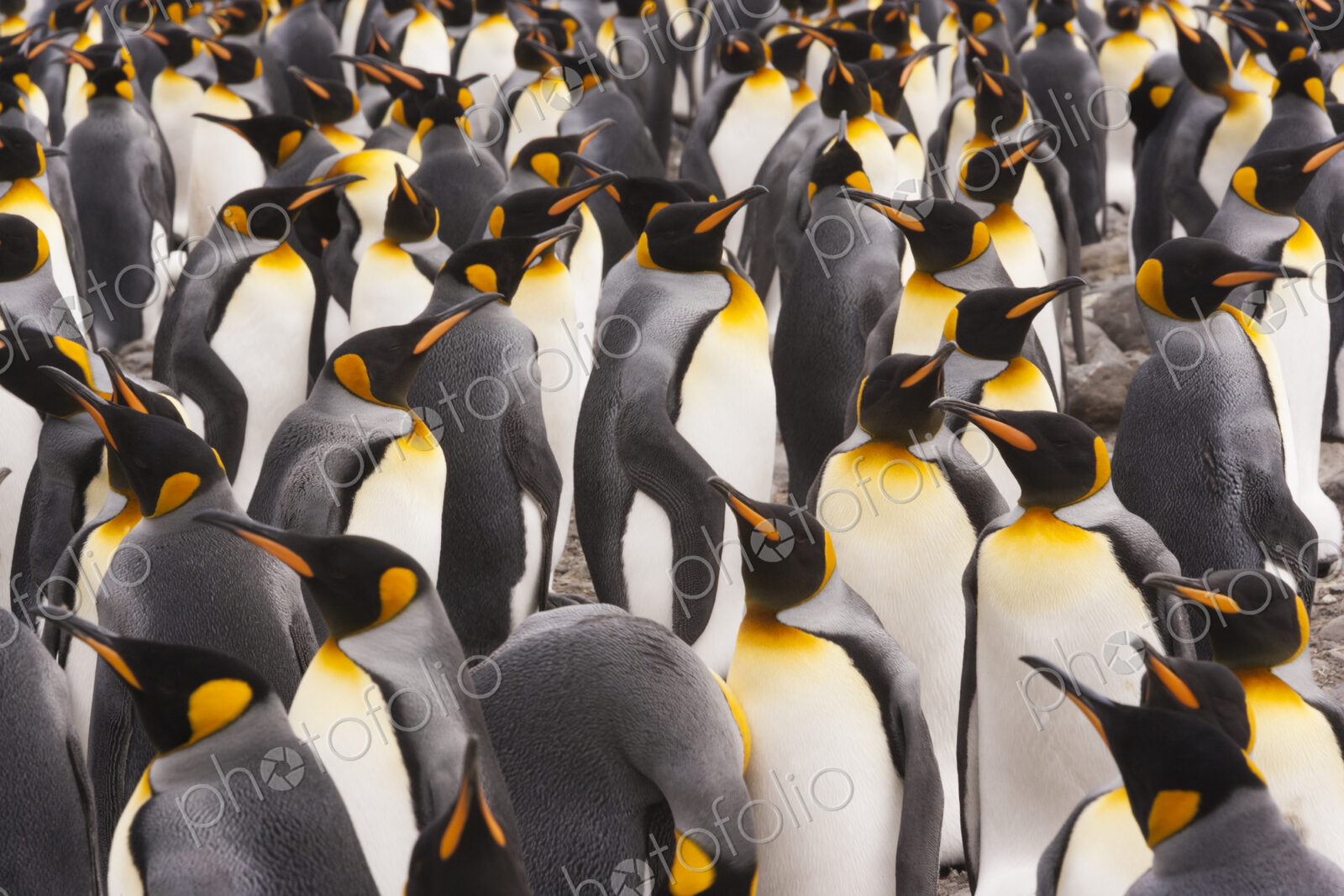 King Penguins, Aptenodytes patagonicus, in a bird colony on South Georgia Island, on…