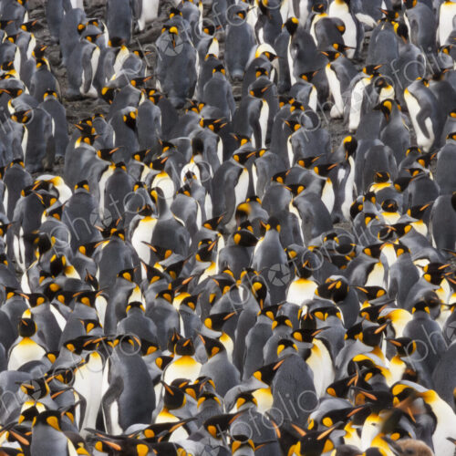 King Penguins, Aptenodytes patagonicus, in a bird colony on South Georgia Island, on… King Penguins, Aptenodytes patagonicus, in a bird colony on South Georgia Island, on…