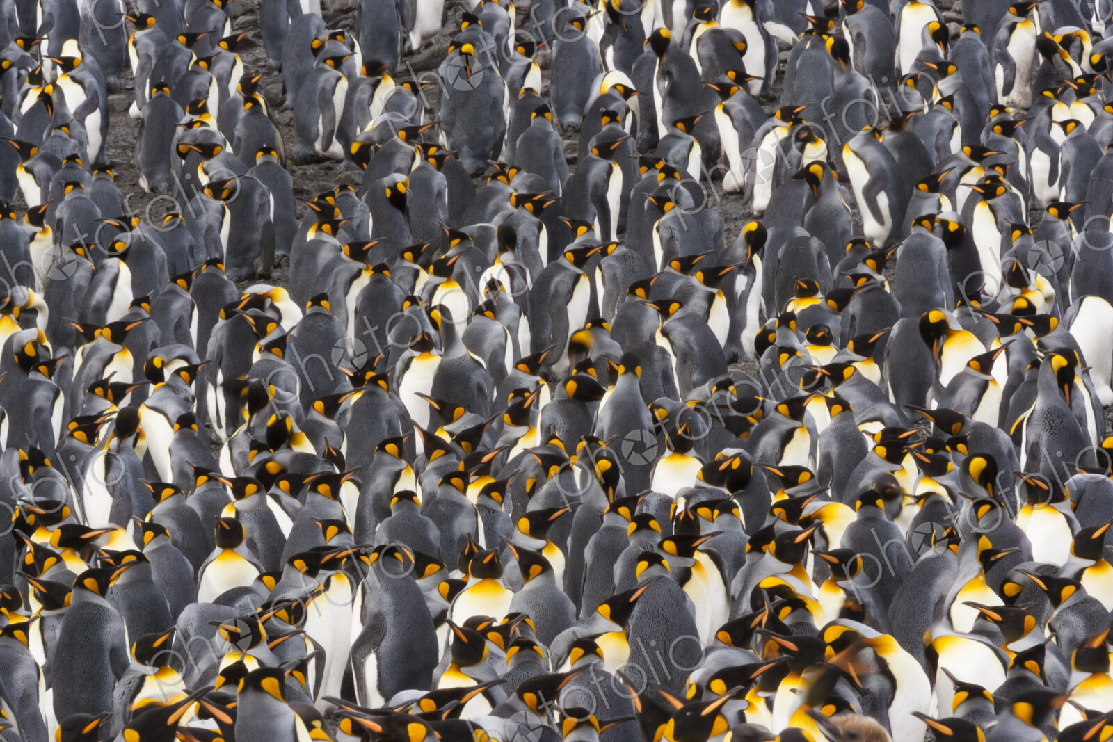 King Penguins, Aptenodytes patagonicus, in a bird colony on South Georgia Island, on…