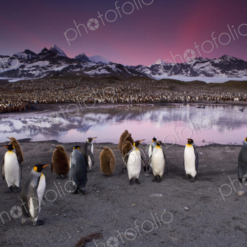 King Penguins, Aptenodytes patagonicus, in groups on the beach at dusk on South… King Penguins, Aptenodytes patagonicus, in groups on the beach at dusk on South…