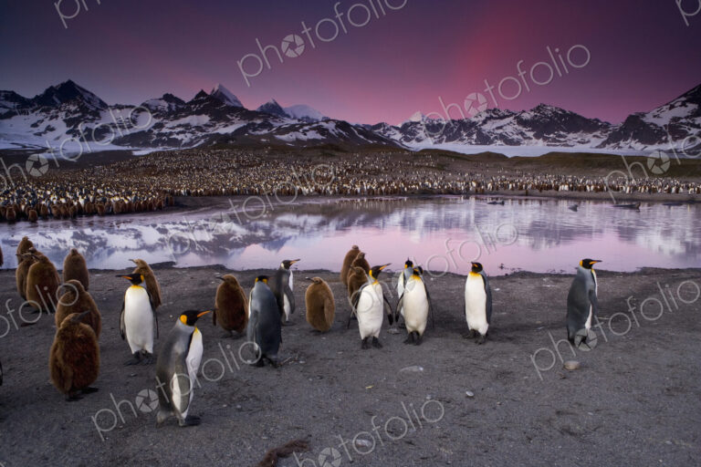 King Penguins, Aptenodytes patagonicus, in groups on the beach at dusk on South…