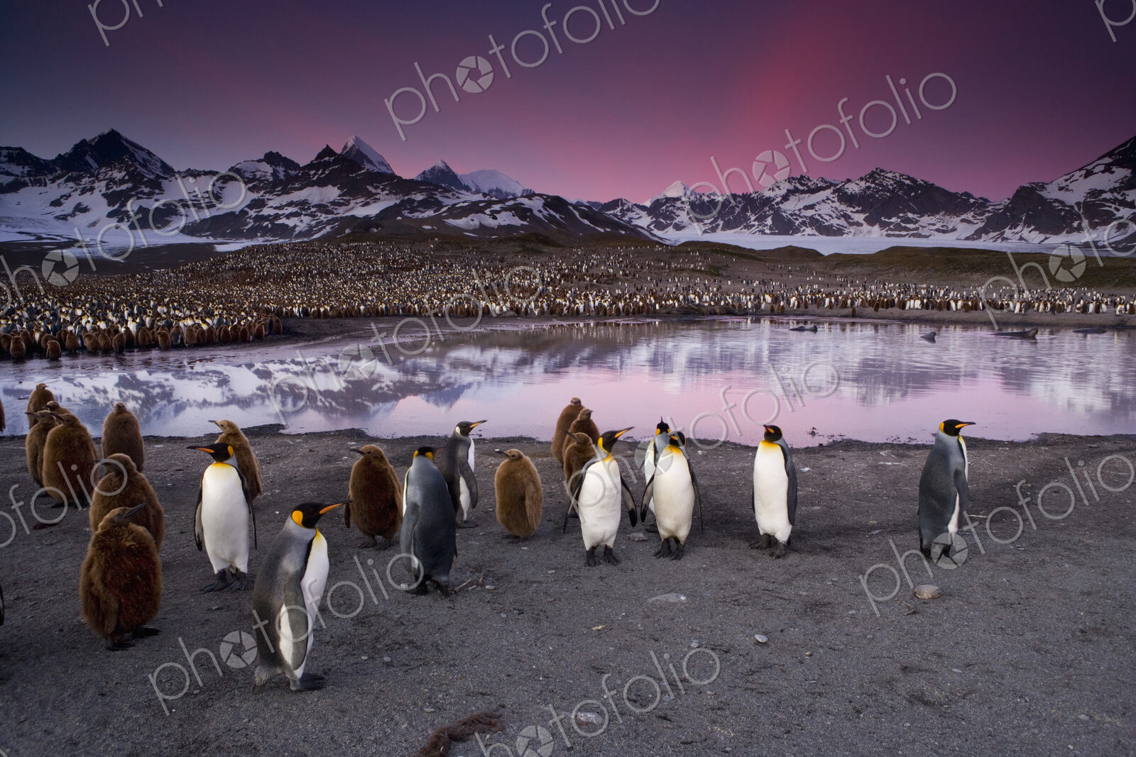 King Penguins, Aptenodytes patagonicus, in groups on the beach at dusk on South…