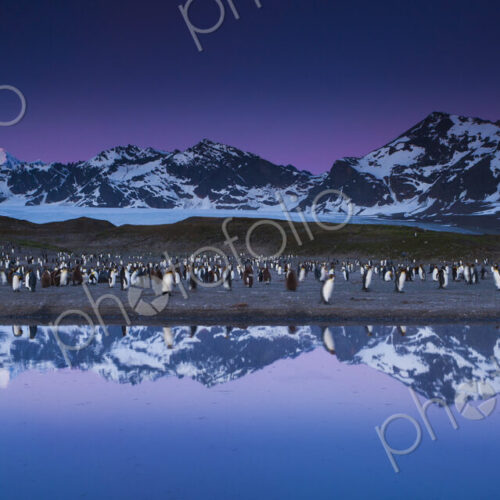 King Penguins, Aptenodytes patagonicus, in groups on the beach at dusk on South…