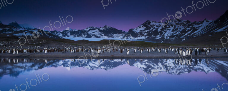 King Penguins, Aptenodytes patagonicus, in groups on the beach at dusk on South…