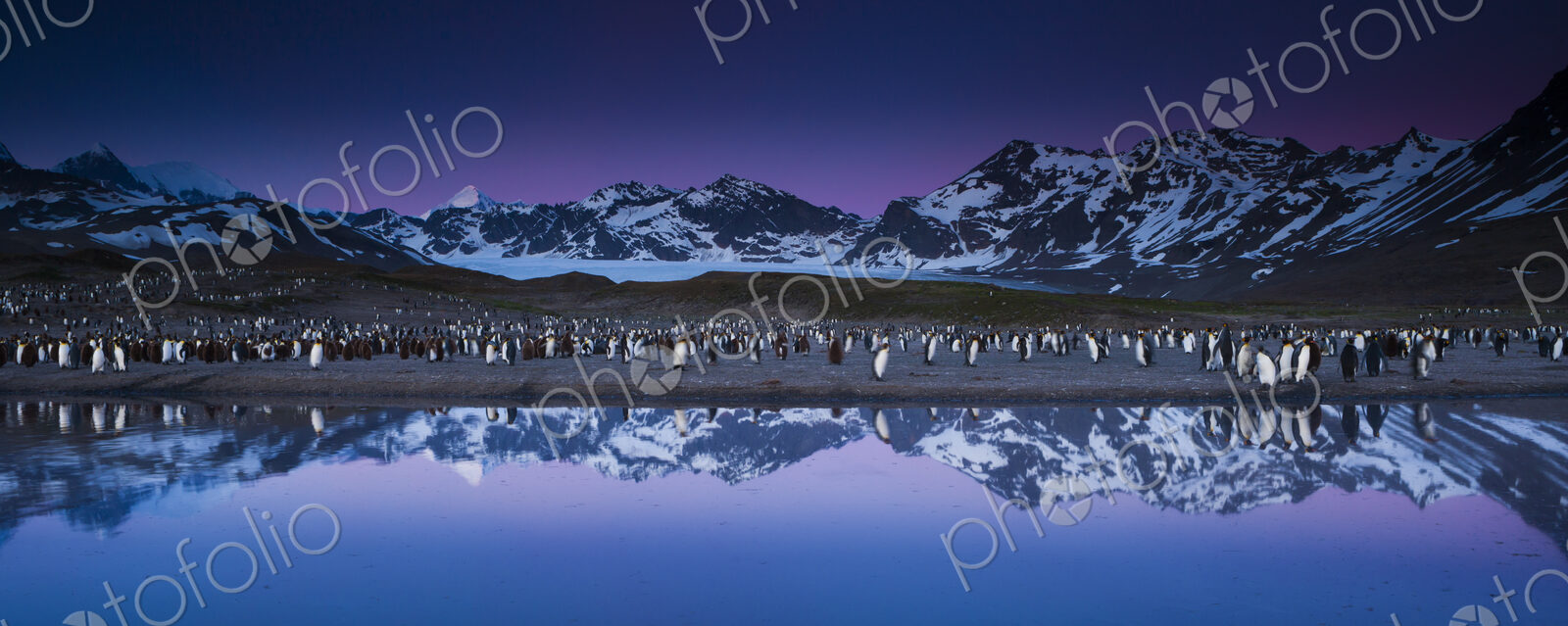 King Penguins, Aptenodytes patagonicus, in groups on the beach at dusk on South…