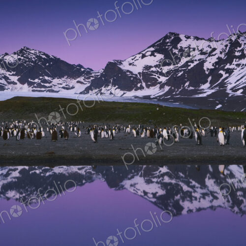 King Penguins, Aptenodytes patagonicus, in groups on the beach at dusk on South…