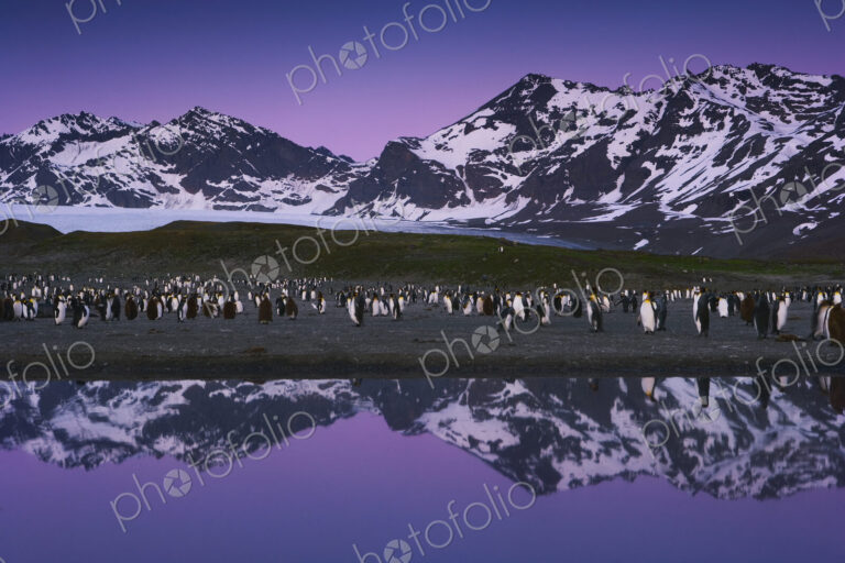 King Penguins, Aptenodytes patagonicus, in groups on the beach at dusk on South…
