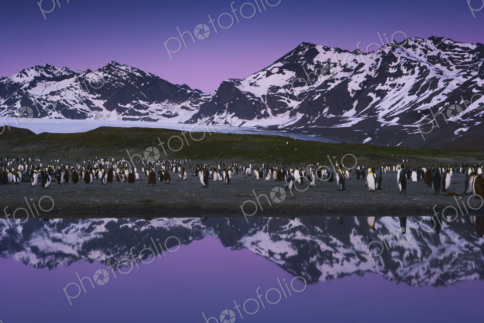 King Penguins, Aptenodytes patagonicus, in groups on the beach at dusk on South…
