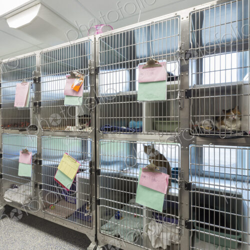 Kitten sitting in cages at animal shelter