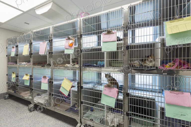 Kitten sitting in cages at animal shelter