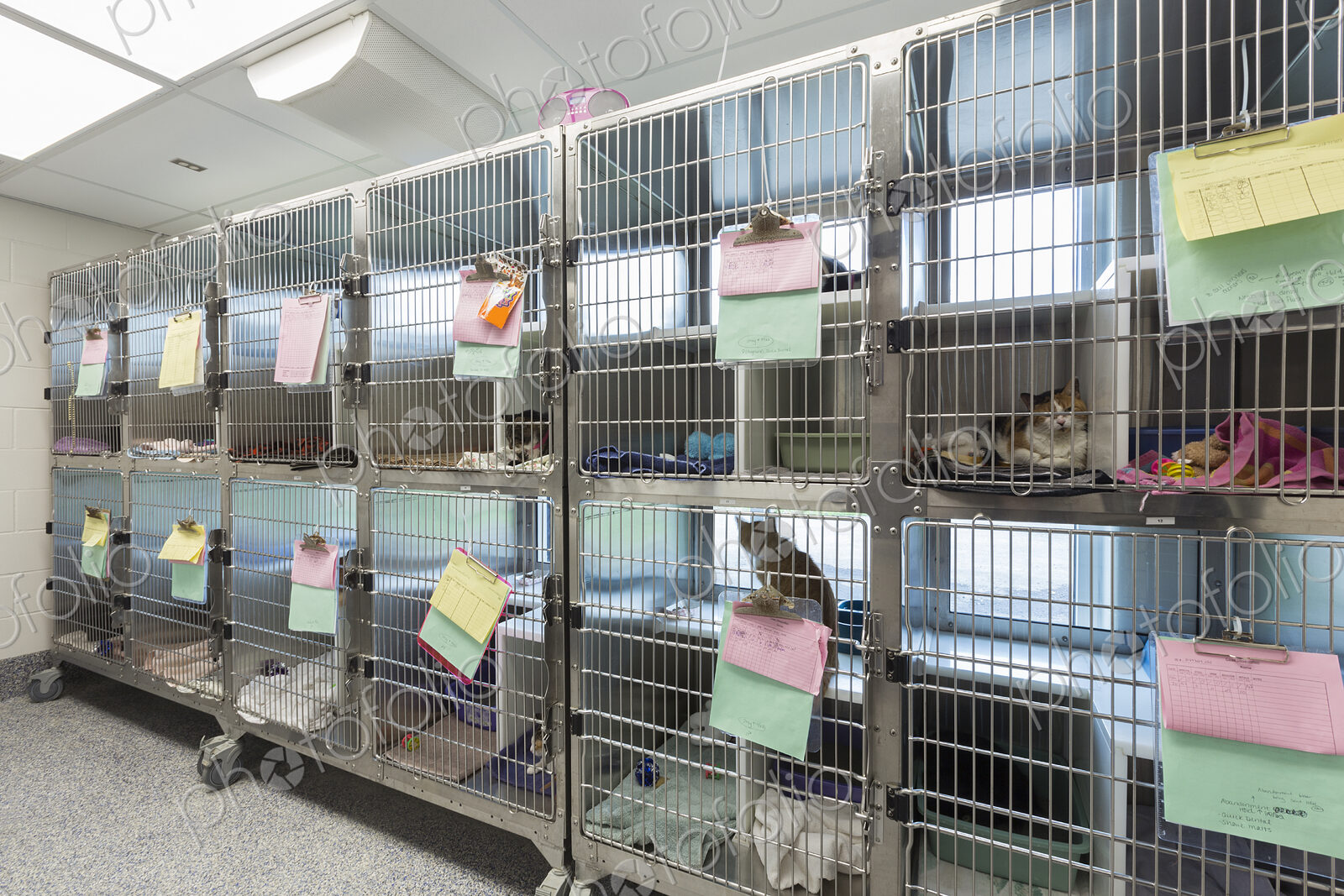 Kitten sitting in cages at animal shelter