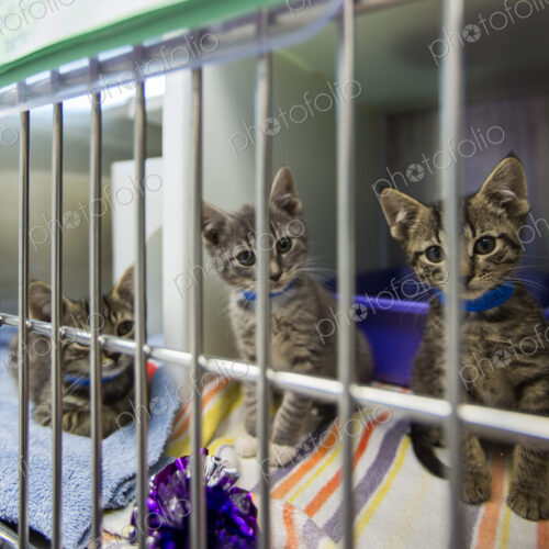 Kittens sitting in cage at animal shelter