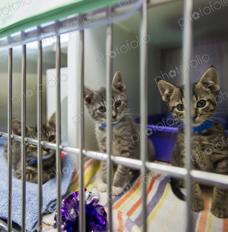 Kittens sitting in cage at animal shelter