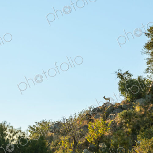 Klipspringer, Oreotragus oreotragus, Klipspringer silhouette standing on a rocky… Klipspringer, Oreotragus oreotragus, Klipspringer silhouette standing on a rocky…