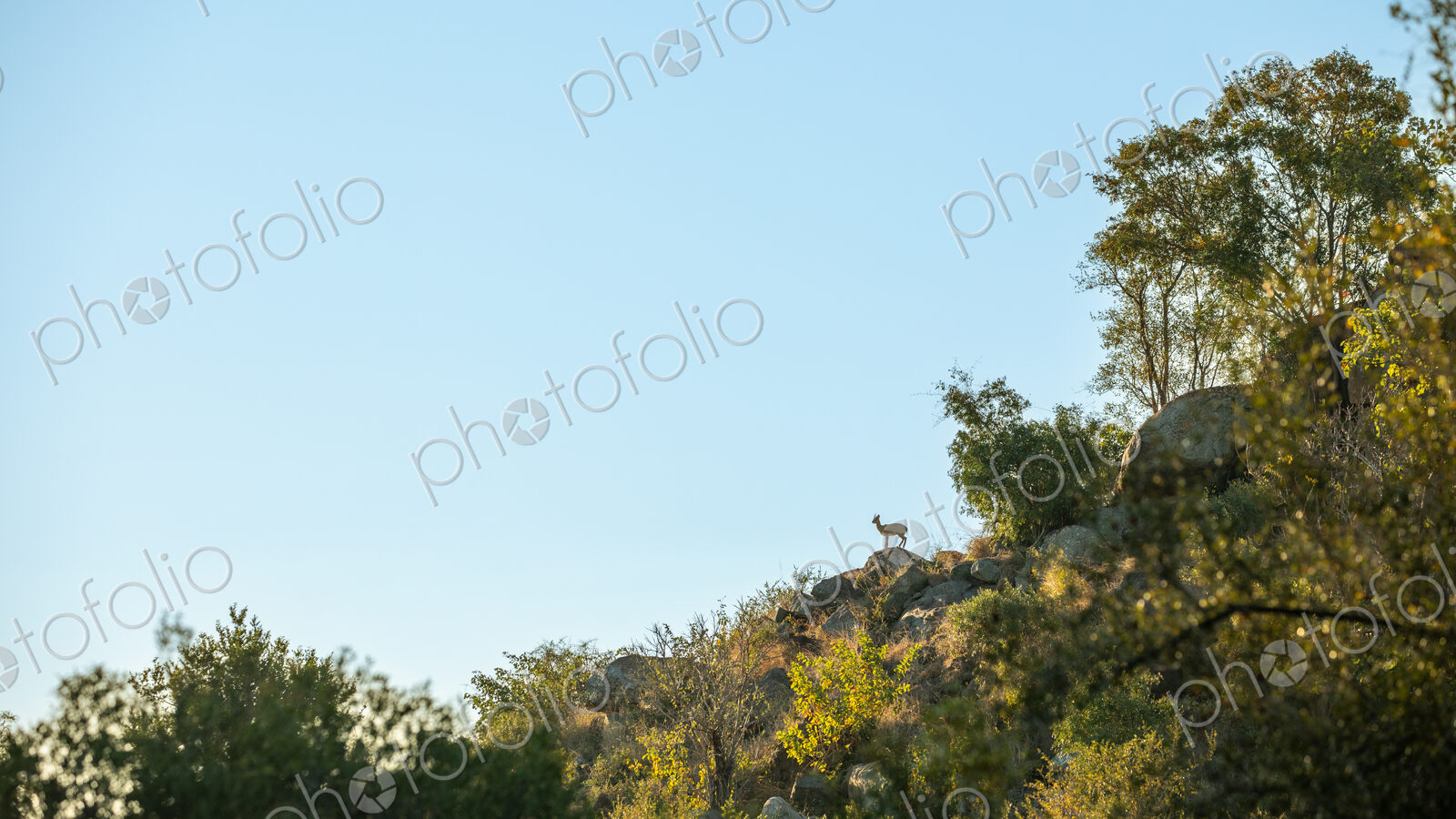 Klipspringer, Oreotragus oreotragus, Klipspringer silhouette standing on a rocky…