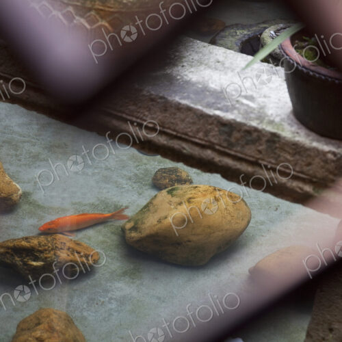 Koi Fish in a Pond