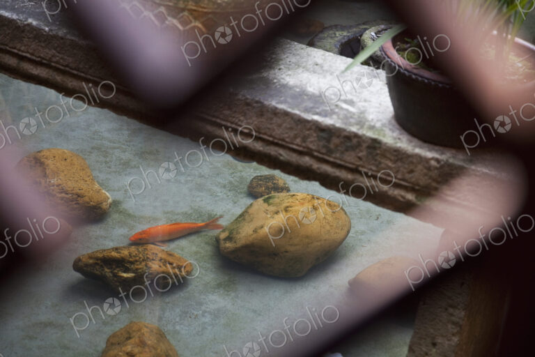 Koi Fish in a Pond