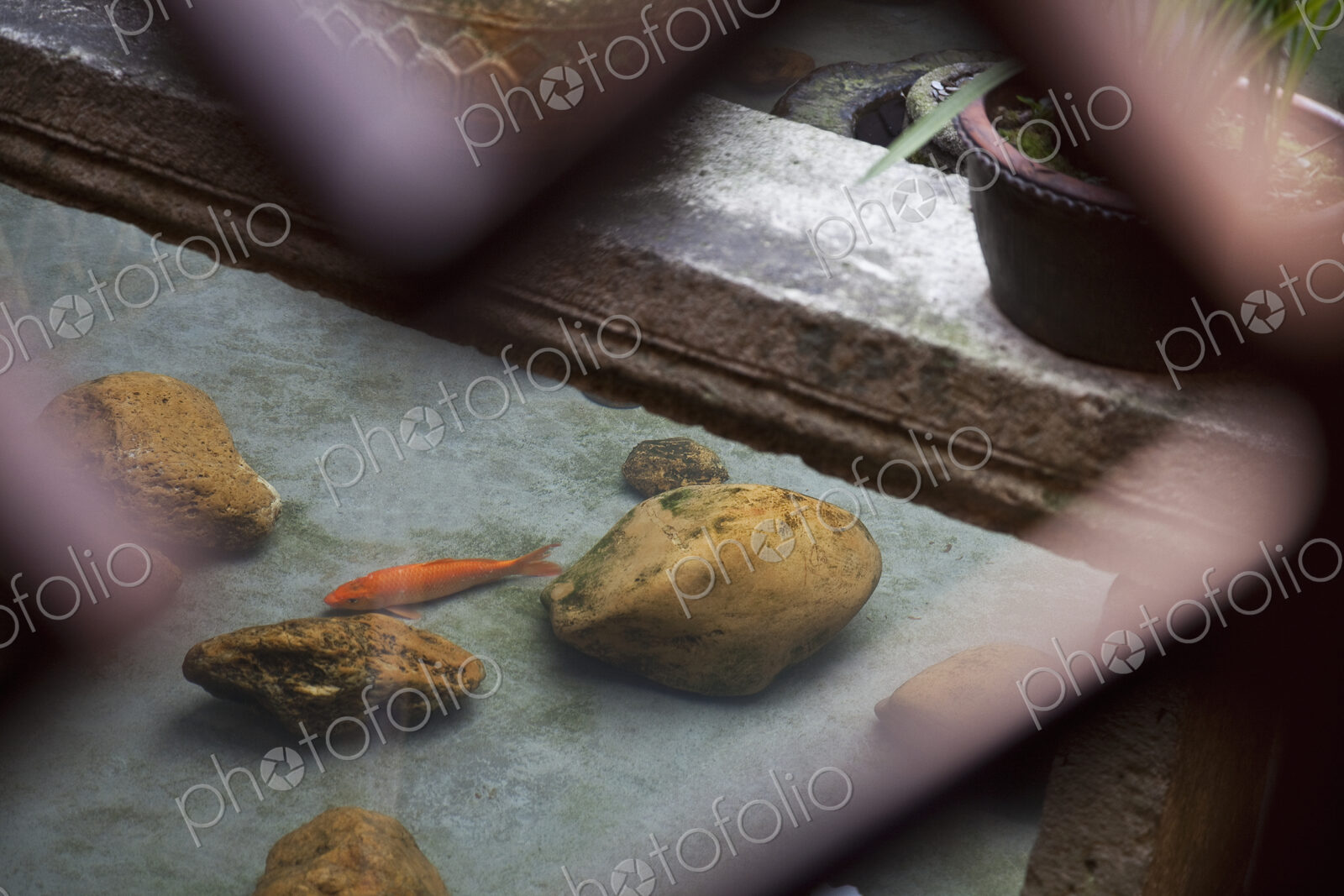 Koi Fish in a Pond