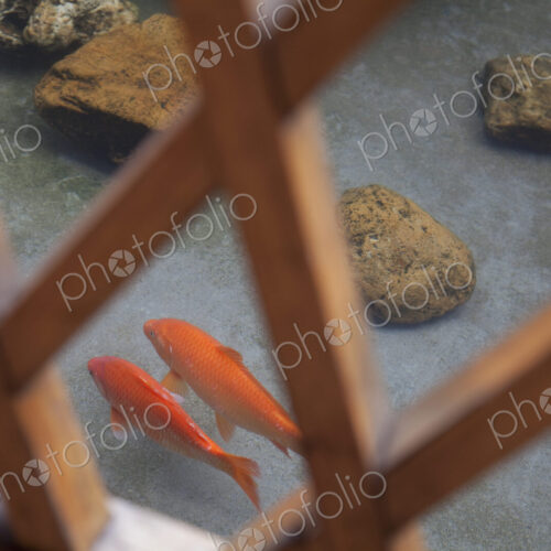 Koi Viewed Through a Screen Koi Viewed Through a Screen