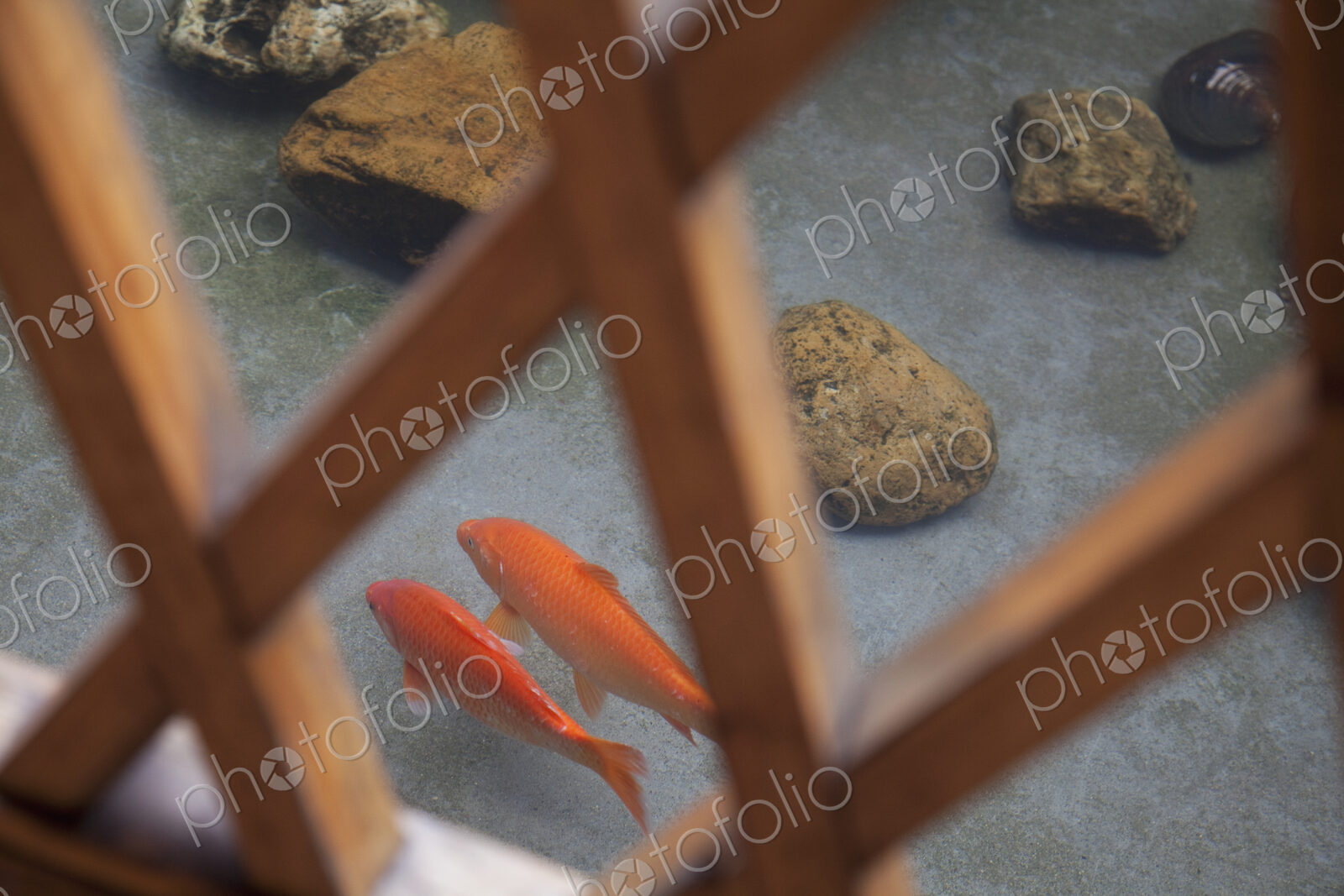 Koi Viewed Through a Screen