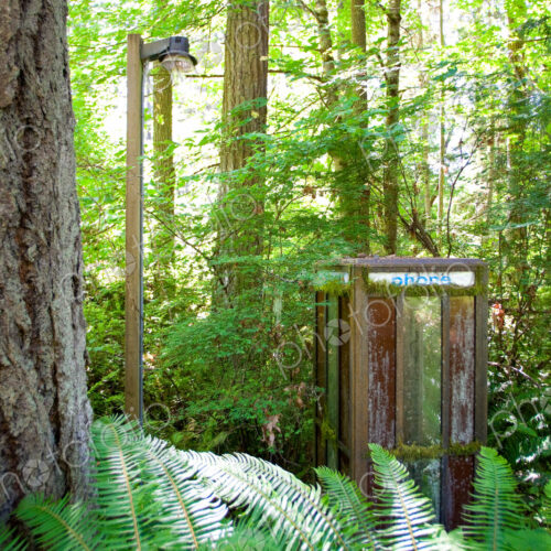 Kopachuck State Park, a telephone booth in dense woodland and a light on a pole.