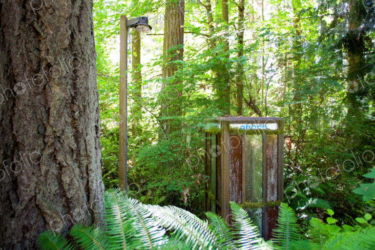 Kopachuck State Park, a telephone booth in dense woodland and a light on a pole.