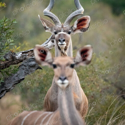 Kudu, Tragelaphus strepsiceros, Male Kudu with spiral horns standing behind a blurred… Kudu, Tragelaphus strepsiceros, Male Kudu with spiral horns standing behind a blurred…