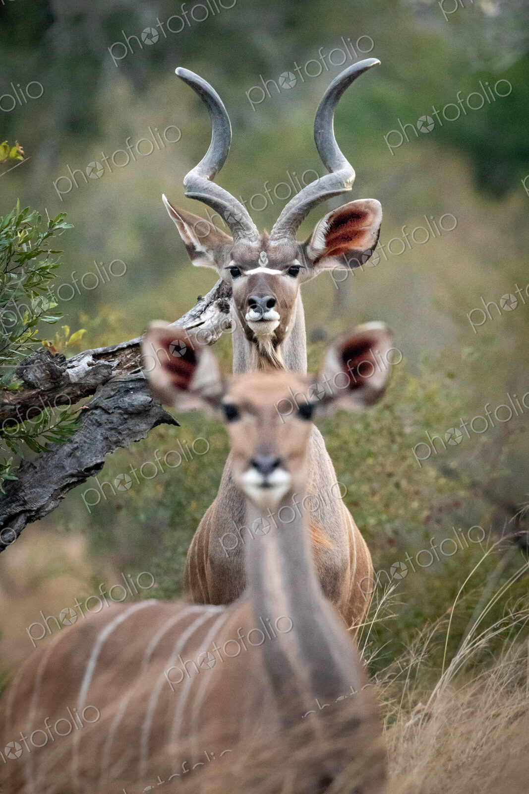 Kudu, Tragelaphus strepsiceros, Male Kudu with spiral horns standing behind a blurred…