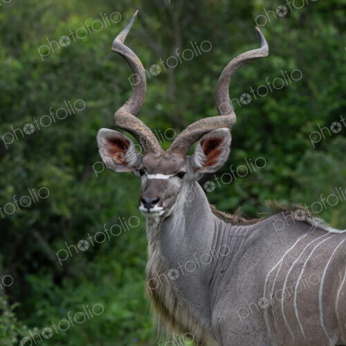 Kudu, Tragelaphus strepsiceros, male in a natural setting. Kudu, Tragelaphus strepsiceros, male in a natural setting.