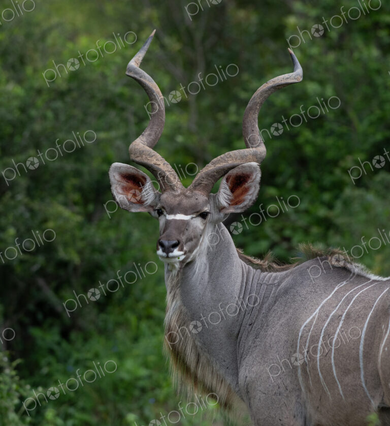 Kudu, Tragelaphus strepsiceros, male in a natural setting.