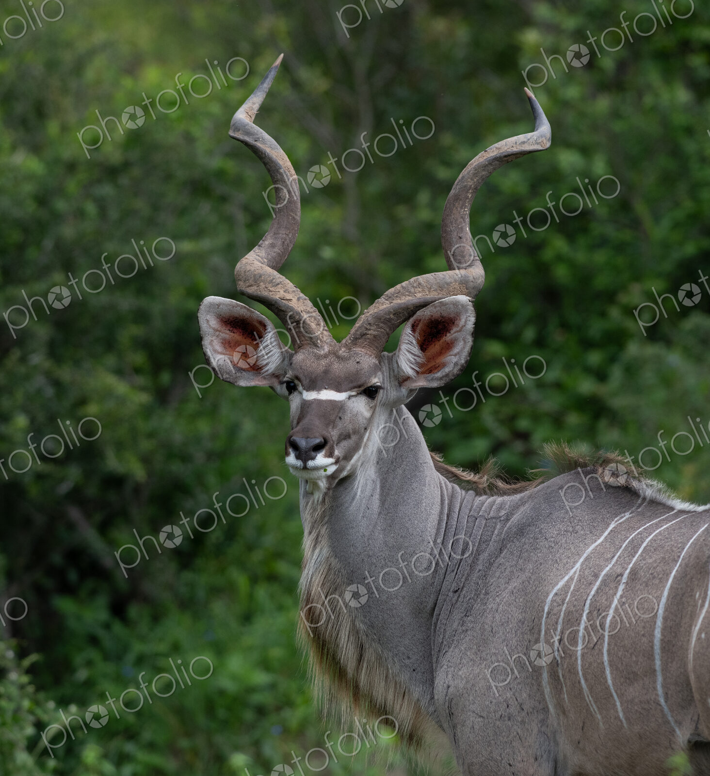 Kudu, Tragelaphus strepsiceros, male in a natural setting.