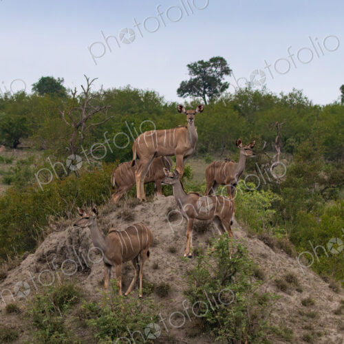 Kudus, Tragelaphus strepsiceros, standing on a mound together. Kudus, Tragelaphus strepsiceros, standing on a mound together.