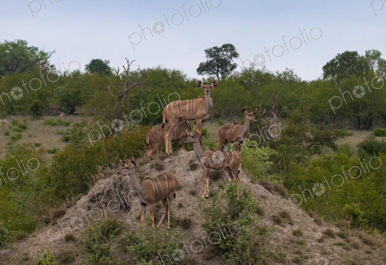 Kudus, Tragelaphus strepsiceros, standing on a mound together.