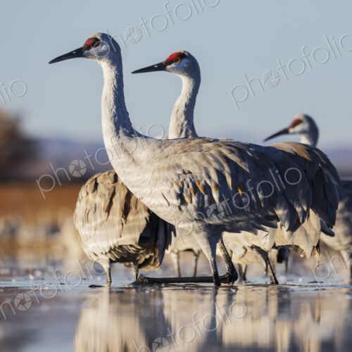Ladd S Gordon Waterfowl Complex, Bernardo Waterfowl Management Area