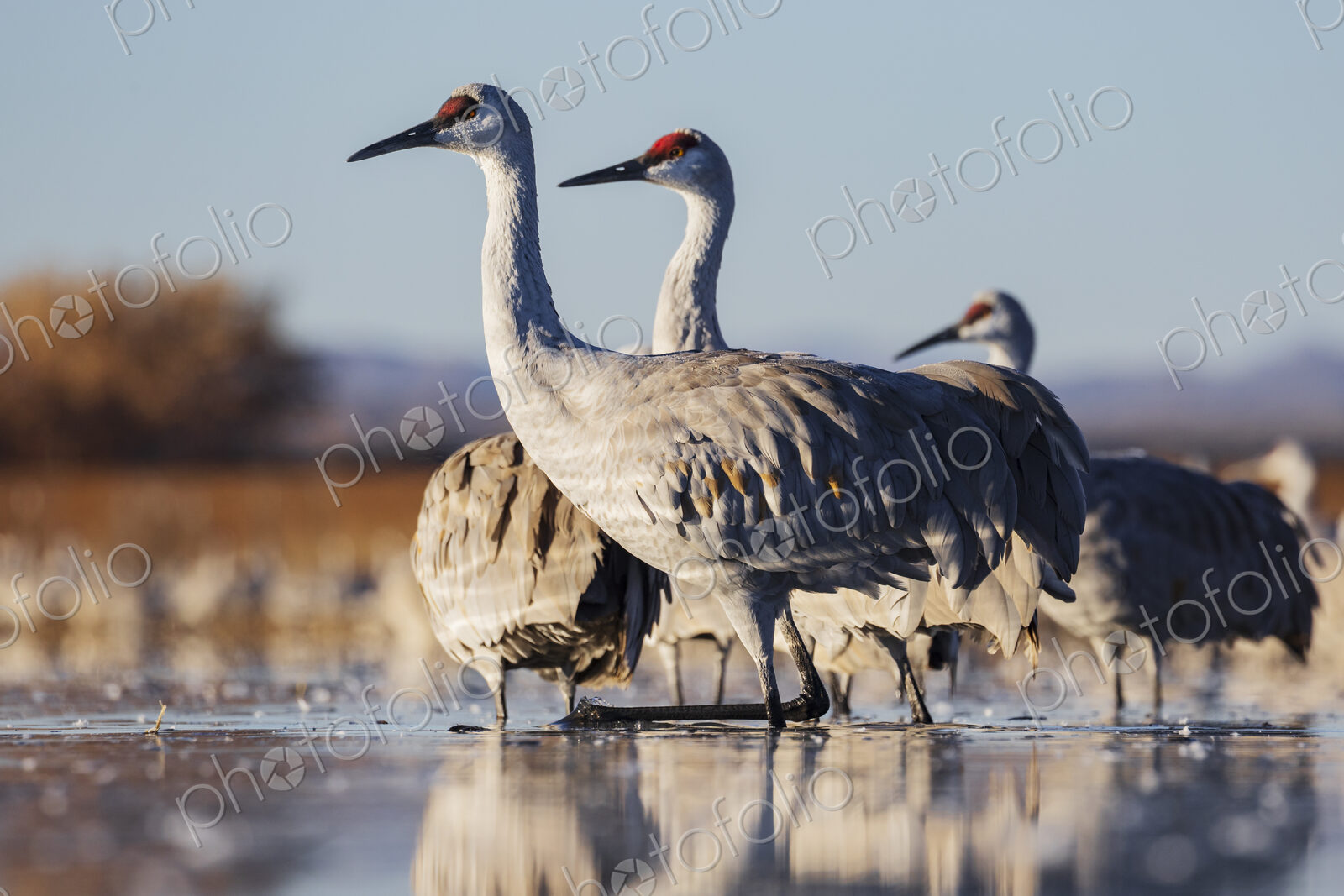 Ladd S Gordon Waterfowl Complex, Bernardo Waterfowl Management Area