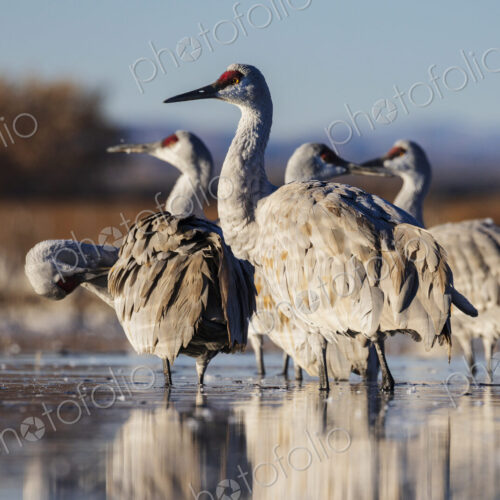 Ladd S Gordon Waterfowl Complex, Bernardo Waterfowl Management Area