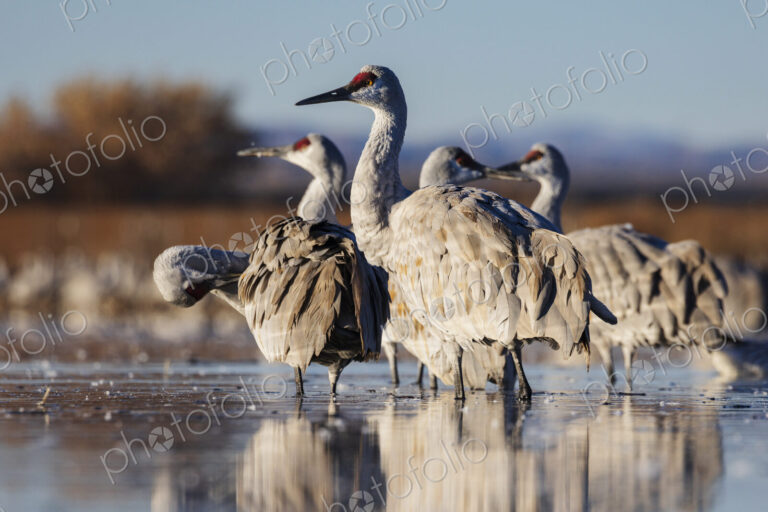 Ladd S Gordon Waterfowl Complex, Bernardo Waterfowl Management Area
