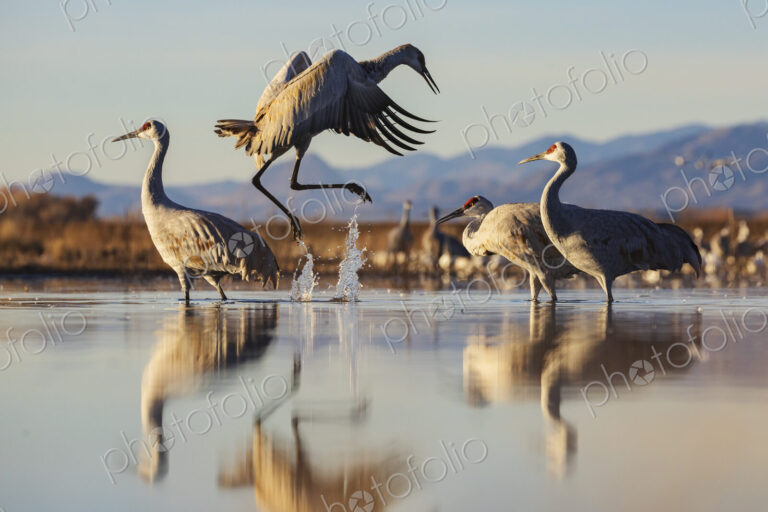Ladd S Gordon Waterfowl Complex, Bernardo Waterfowl Management Area, New Mexico,