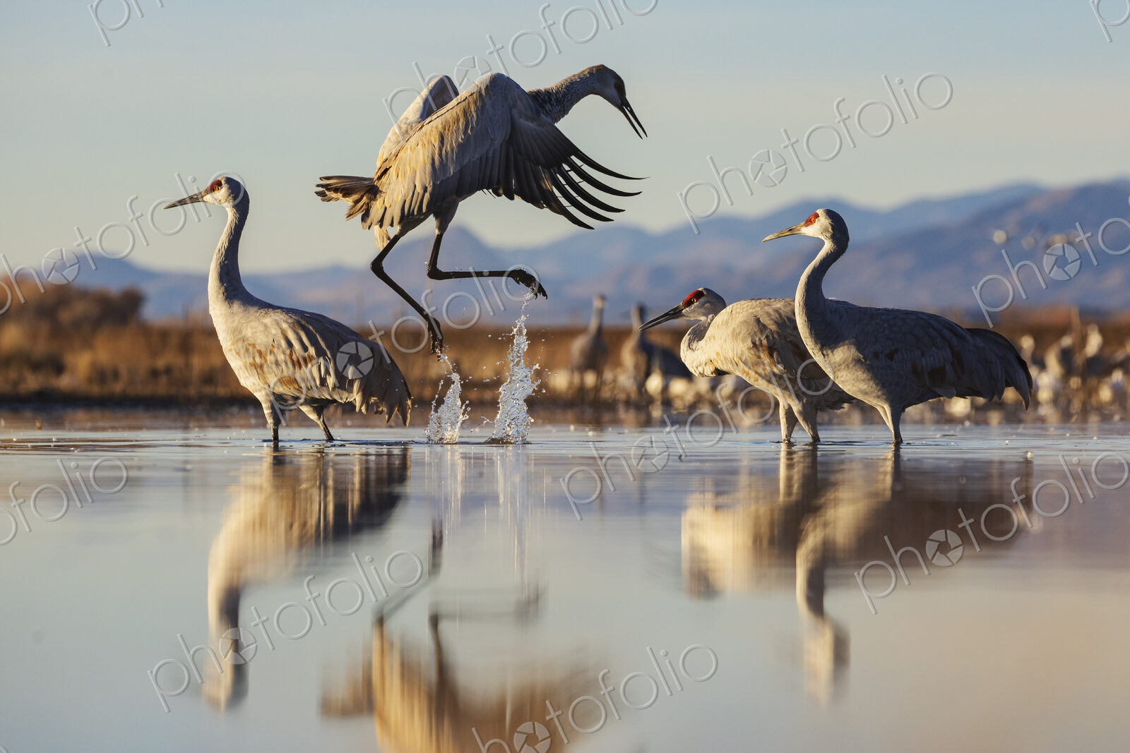 Ladd S Gordon Waterfowl Complex, Bernardo Waterfowl Management Area, New Mexico,