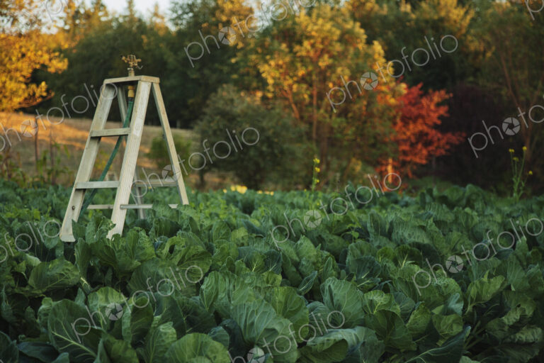 Ladder in vegetable garden