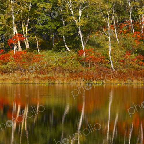 Lake and trees with autumn foliage and reflections of birches and maples Lake and trees with autumn foliage and reflections of birches and maples
