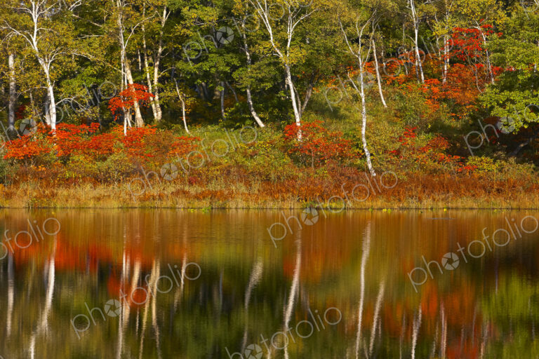 Lake and trees with autumn foliage and reflections of birches and maples