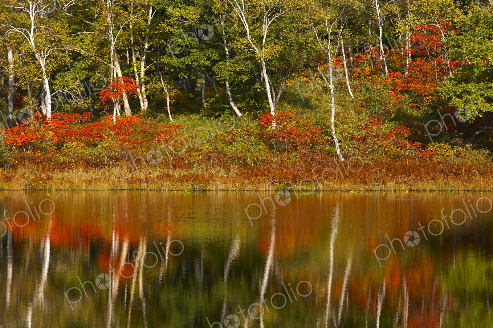 Lake and trees with autumn foliage and reflections of birches and maples
