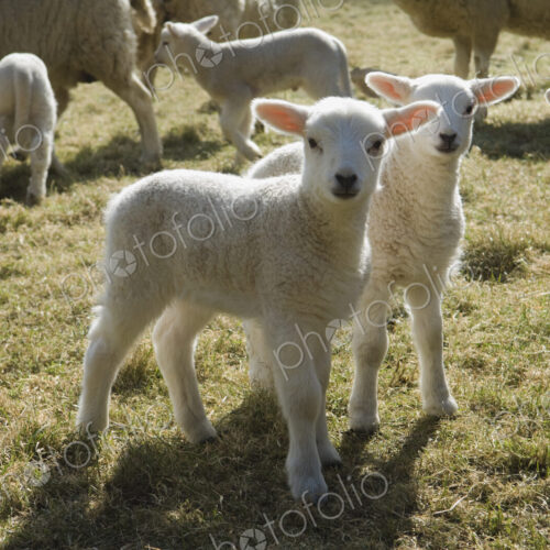 Lambs and sheep in a pen. Lambs and sheep in a pen.