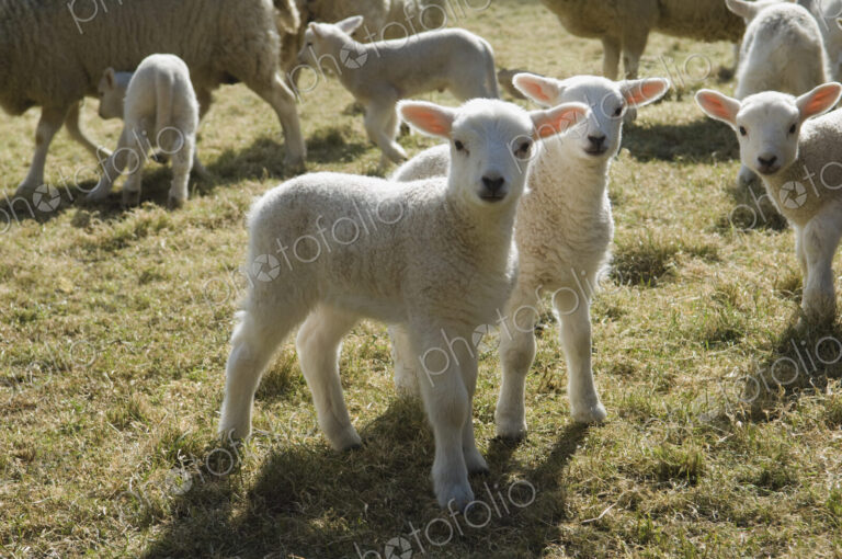 Lambs and sheep in a pen.