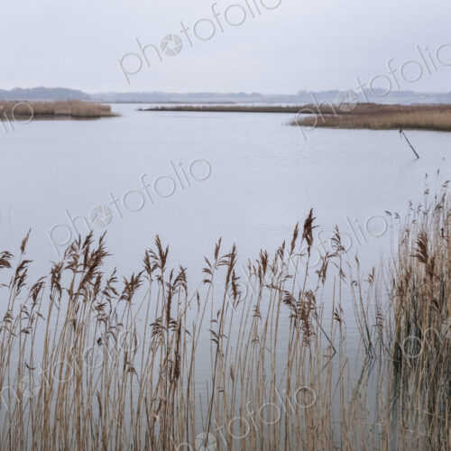 Landscape view across a river with golden reeds growing alongside the riverbank. Landscape view across a river with golden reeds growing alongside the riverbank.
