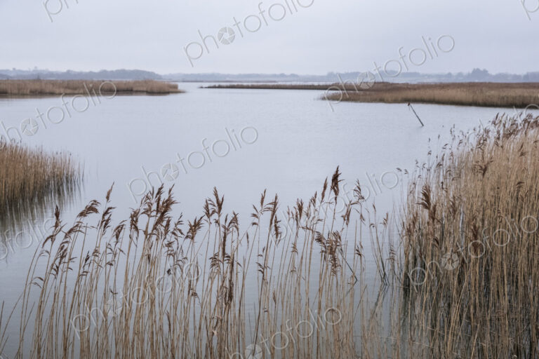 Landscape view across a river with golden reeds growing alongside the riverbank.