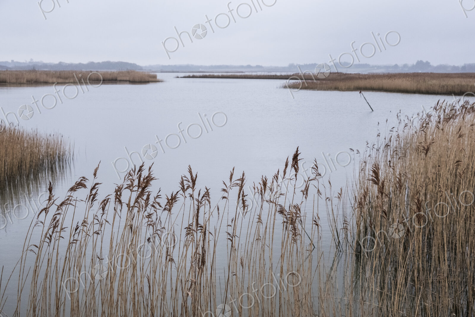 Landscape view across a river with golden reeds growing alongside the riverbank.