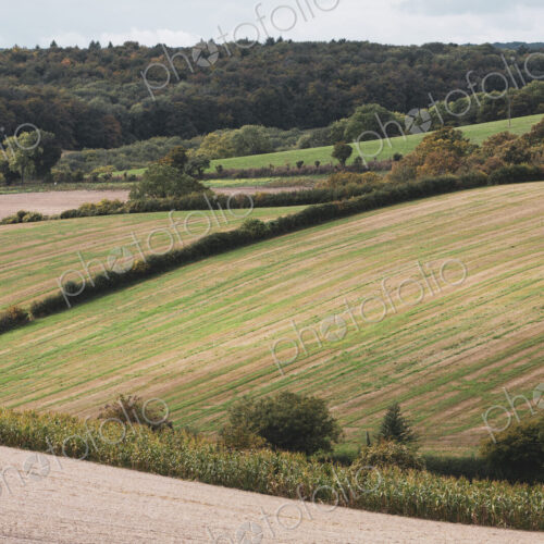 Landscape view with fields, hedges and forest in the distance. Landscape view with fields, hedges and forest in the distance.