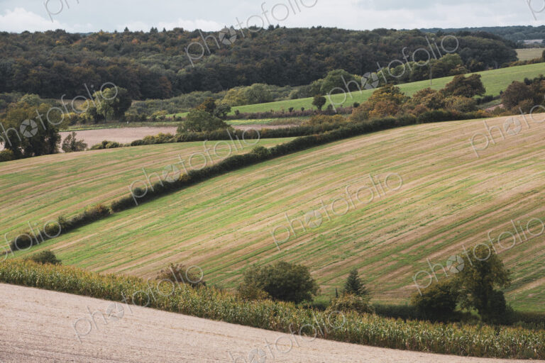 Landscape view with fields, hedges and forest in the distance.